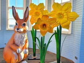 Osterglocke XXL - Riesen Blume