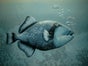 Delfin Unterwasser Bühnenbild - Galerie - Bild 3