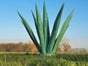 Agave - Künstlich - Galerie - Bild 2