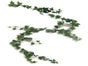 Wein- und Efeuranken, Wein, Weinranken, Efeuranken, Efeu, Blumen, Trauben - Galerie - Bild 3