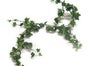 Wein- und Efeuranken, Wein, Weinranken, Efeuranken, Efeu, Blumen, Trauben - Galerie - Bild 3
