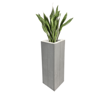 Sanseveria Bogenhanf Pflanze mieten – Sonstige Pflanzen