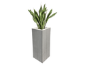 Sanseveria Bogenhanf Pflanze mieten – Sonstige Pflanzen - Galerie - Bild 1