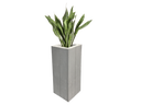 Sanseveria Bogenhanf Pflanze mieten – Sonstige Pflanzen - Galerie - Bild 1