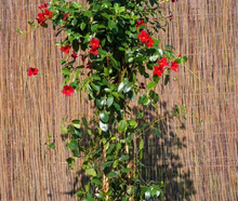 Dipladenia