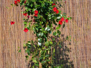Dipladenia