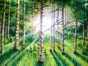 Wald Bühnenbild, Wald Kulisse, Waldlandschaft - Galerie - Bild 2