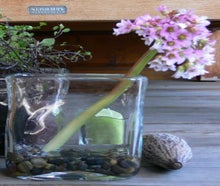 Bergenie, Quader-Vase mit buntem Kies