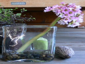 Bergenie, Quader-Vase mit buntem Kies