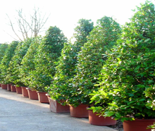 Lorbeerpyramide L im Pflanzentopf