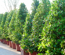 Lorbeerpyramide L im Pflanzentopf
