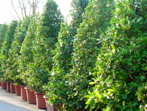 Lorbeerpyramide L im Pflanzentopf