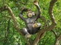 Affe, Affenfigur, großer Affe, Dekorativer Affe, Afrika Dekoration - Galerie - Bild 3