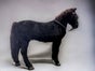 Pferd - Galerie - Bild 2