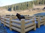 Bullriding - Rodeo - Bullridinganlage - Bullenreiten - Western Event mieten - Galerie - Bild 3