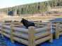 Bullriding - Rodeo - Bullridinganlage - Bullenreiten - Western Event mieten - Galerie - Bild 3