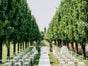 Bentwood Stuhl aus Holz weiß Holz Stühle mieten für Hochzeit oder Event - Galerie - Bild 3