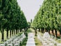 Bentwood Stuhl aus Holz weiß Holz Stühle mieten für Hochzeit oder Event - Galerie - Bild 3