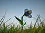 Glockenblume Riesenblume XXL - Galerie - Bild 3