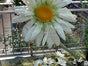 Frühlingslandschaft Künstlich Frühling Frühlingsdekoration - Galerie - Bild 2