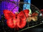 Animation Schmetterlinge - Galerie - Bild 2
