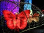 Animation Schmetterlinge - Galerie - Bild 2