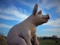 Schwein, Glücksschwein, großes Schwein, Silvesterdekoration, Silvesterglücksbringer, Glücksbringer - Galerie - Bild 2