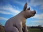 Schwein, Glücksschwein, großes Schwein, Silvesterdekoration, Silvesterglücksbringer, Glücksbringer - Galerie - Bild 2