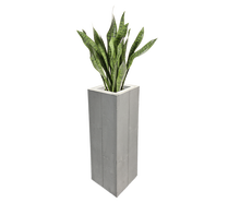 Sanseveria Bogenhanf Pflanze 80cm