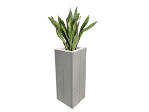 Sanseveria Bogenhanf Pflanze 80cm