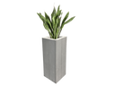 Sanseveria Bogenhanf Pflanze 80cm - Galerie - Bild 1