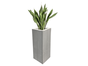 Sanseveria Bogenhanf Pflanze 80cm