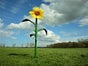 Sonnenblumen XXL - Galerie - Bild 2