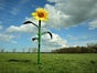 Sonnenblumen XXL - Galerie - Bild 2