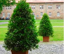 Lorbeerpyramide M Terracotta Kubus