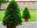 Lorbeerpyramide M Terracotta Kubus