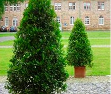 Lorbeerpyramide M Terracotta Kubus