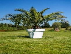 Phoenix im Gartentopf
