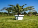 Phoenix im Gartentopf