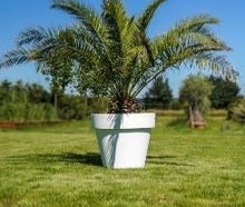 Phoenix im Gartentopf