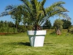 Phoenix im Gartentopf