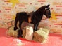 Pferd - Galerie - Bild 3