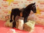 Pferd - Galerie - Bild 3