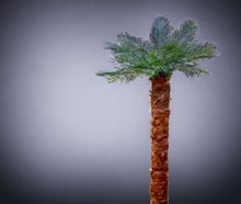 Palmen