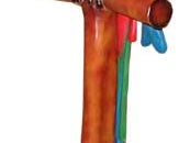 Papagei Figur, Vogel, Karibik, Tier