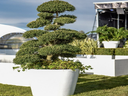 Macro Bonsai M im Edelstahlring