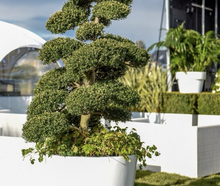Macro Bonsai M im Edelstahlring