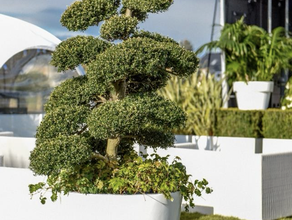 Macro Bonsai M im Edelstahlring