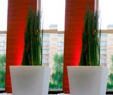 Equisetum im Slide-Vase