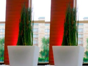 Equisetum im Slide-Vase
